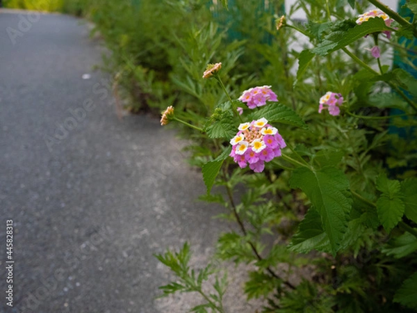 Obraz ピンク色の花（ランタナ）