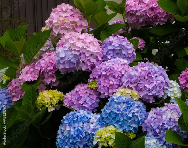 Obraz カラフルなアジサイ