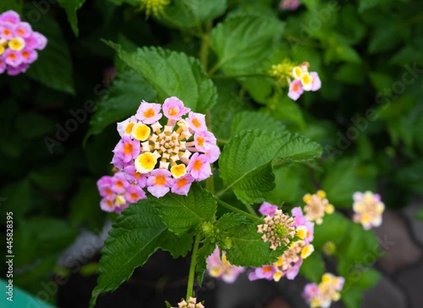 Obraz ピンクの花(ランタナ)