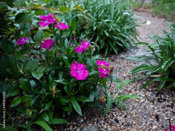 Obraz ピンク色の花