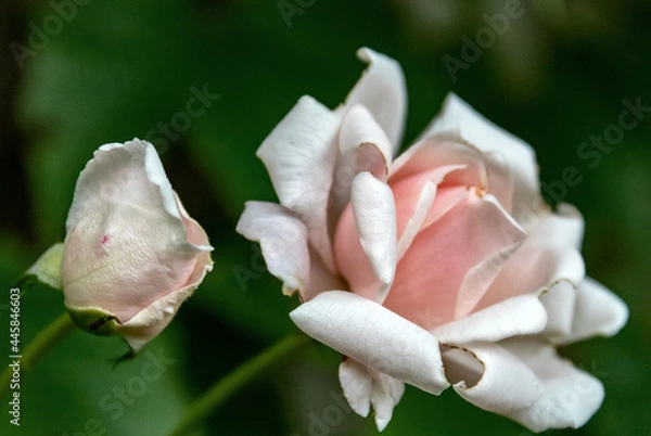 Obraz Rosen, Juli 2021