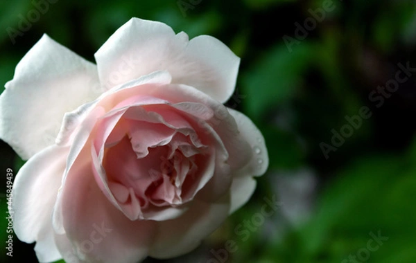 Obraz Rosen, Juli 2021