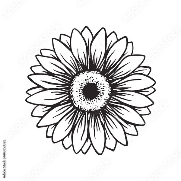 Fototapeta drawing sunflower