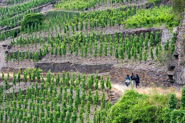 Obraz Ahr Valley, Rhineland Palatinate, Germany: Hikers on the 'Rotweinwanderweg', the Red Wine Hiking Trail in Germany`s Ahr Valley