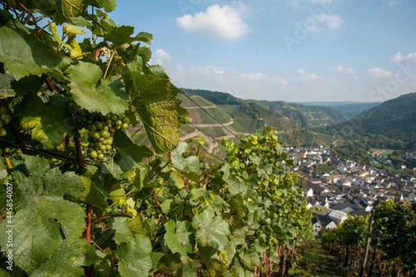 Obraz Ahr Valley, Rhineland Palatinate, Germany: Village of Dernau as seen from the vineyards along the 'Rotweinwanderweg', the Red Wine Hiking Trail in Germany's Ahr Valley