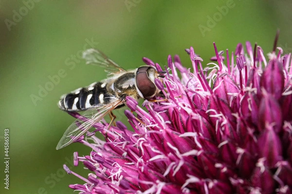 Obraz Späte Großstirnschwebfliege