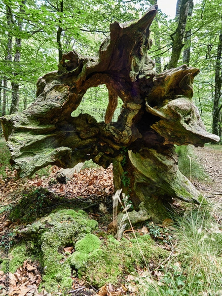 Obraz Parque natural de Vértiz-Bertiz en el corazón de Navarra