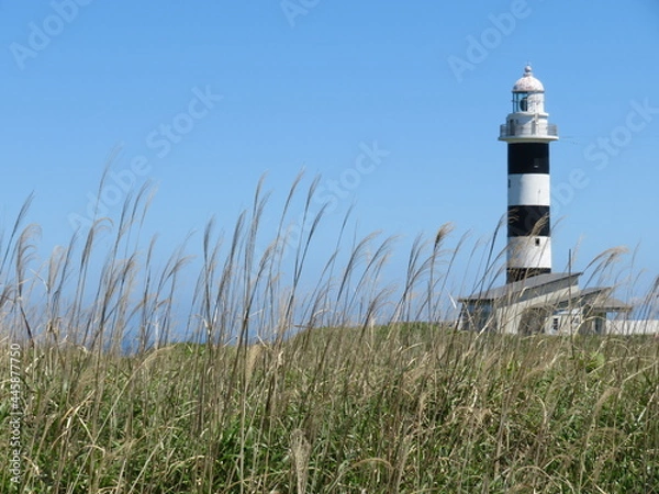 Fototapeta 男鹿半島の入道埼灯台をすすき越しに見る