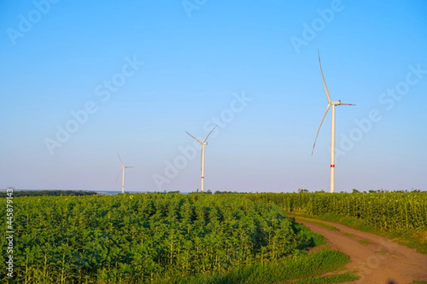 Fototapeta windmill with sunflowers and clouds