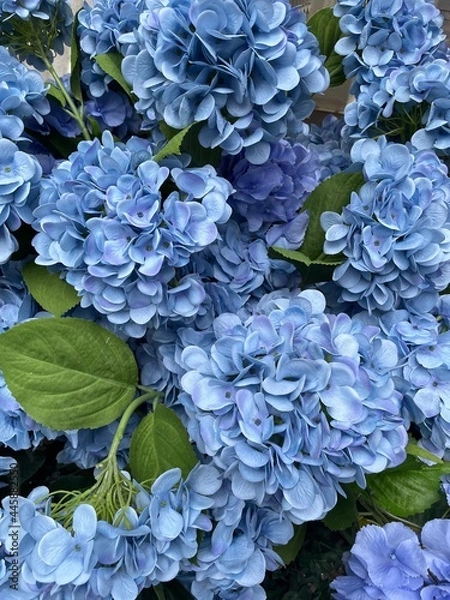 Obraz Blue hydrangea flowers in bloom close-up