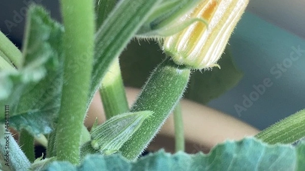 Fototapeta zucchini on a table