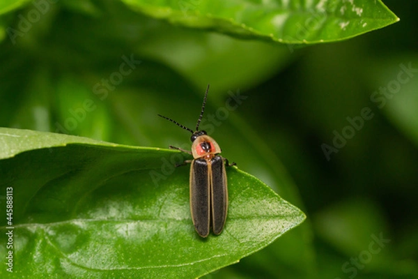 Fototapeta Common Eastern Firefly on Leaf