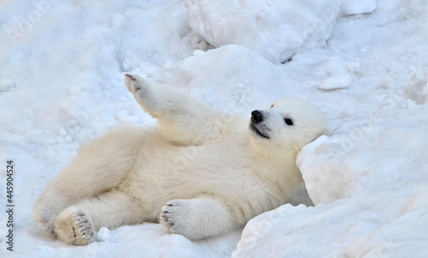 Fototapeta polar bear cub