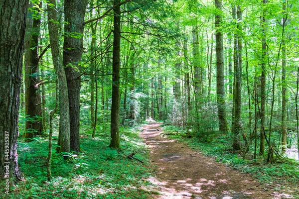 Fototapeta Beautiful tree lined forest path - North Carolina Eastern United States