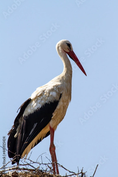 Obraz Storks