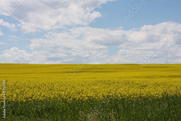 Fototapeta A canola field waves in the summer sun