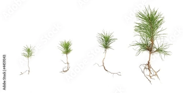 Obraz Growing pine tree