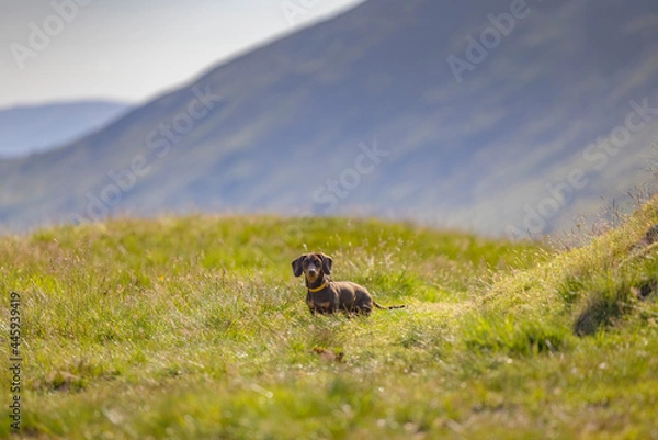 Obraz Miniature Dachshund in the Lake District, UK