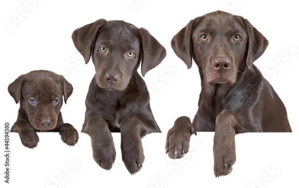 Obraz Etapy wzrostu psa