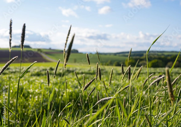 Obraz Gräser am Wegesrand