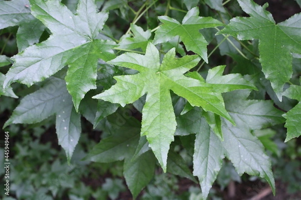 Obraz maple leaf closeup