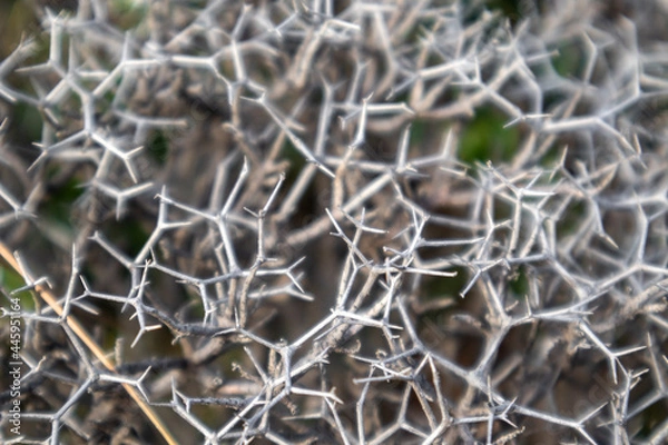 Fototapeta Dry sharp needles branches of wild bush pattern close-up in rural Greece landscape. Hot summer flora botany details