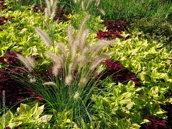 Obraz flowers in the garden