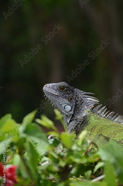 Fototapeta iguana on a branch