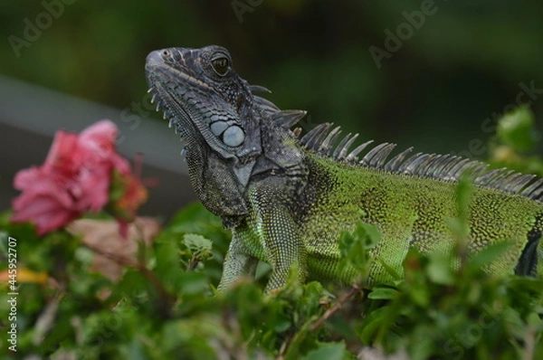 Fototapeta iguana on a tree