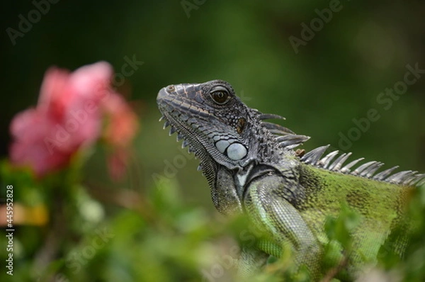 Fototapeta iguana on a tree