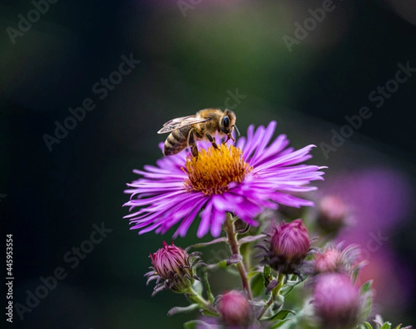 Obraz Blüte mit Biene