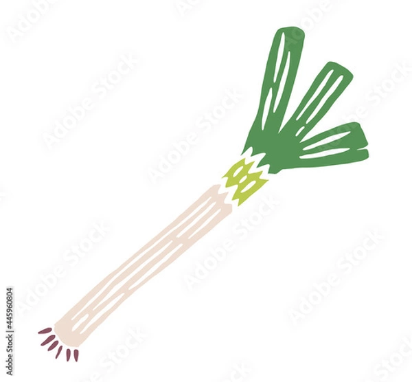 Obraz 葱　レトロなイラスト