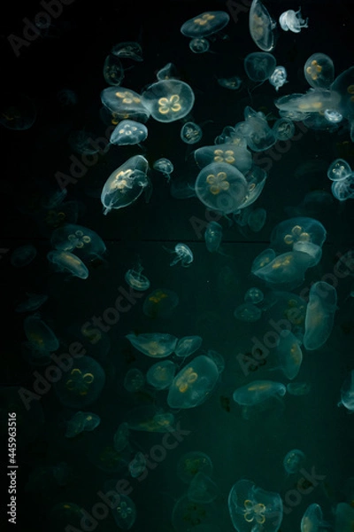 Fototapeta クラゲ