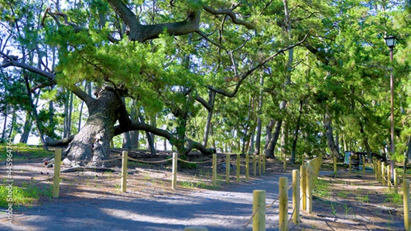 Obraz 世界遺産の海辺