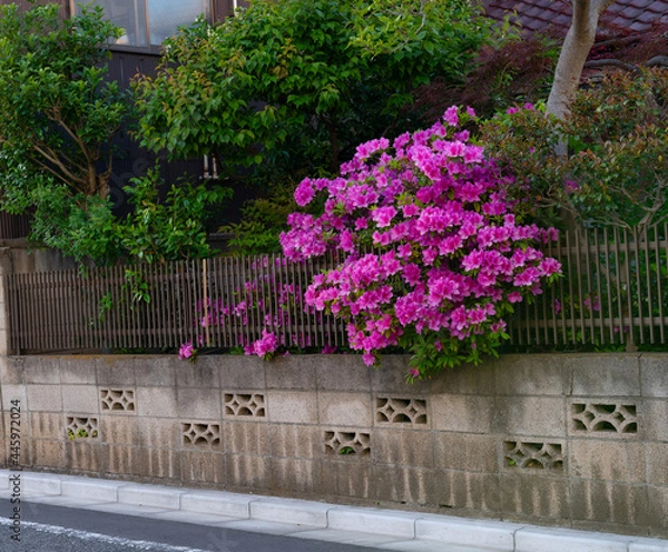 Obraz きれいな庭園