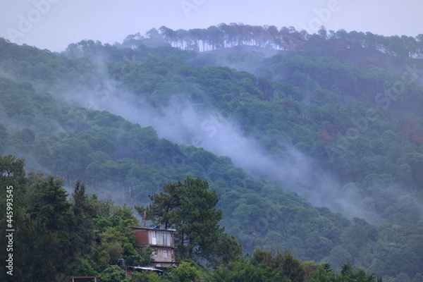 Obraz bosque en niebla