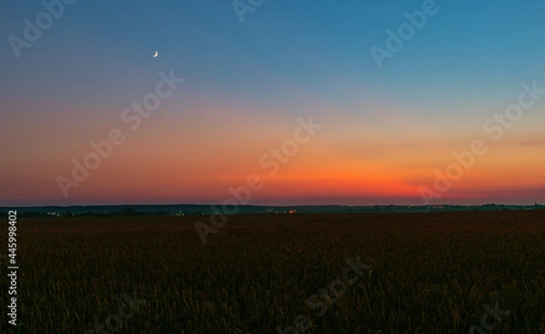 Obraz evening sky and moon over wheat field 