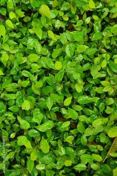 Obraz พุ่มพฤกษาพนาไพร