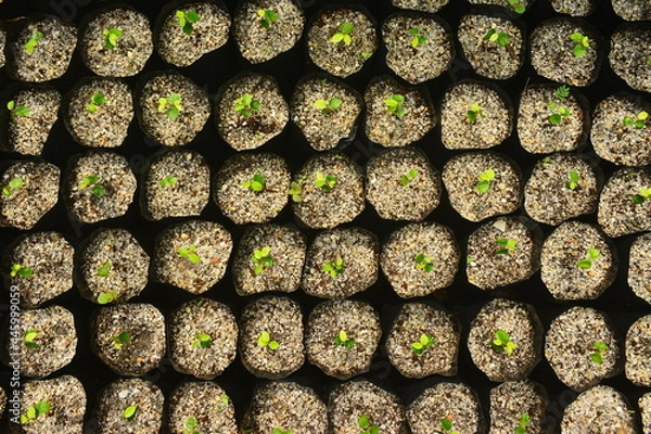 Obraz งอดเงยและเติบโต