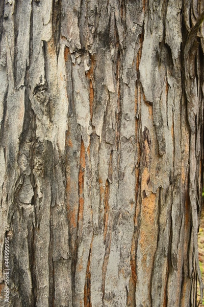 Obraz รอยแยกของเปลือกนอก