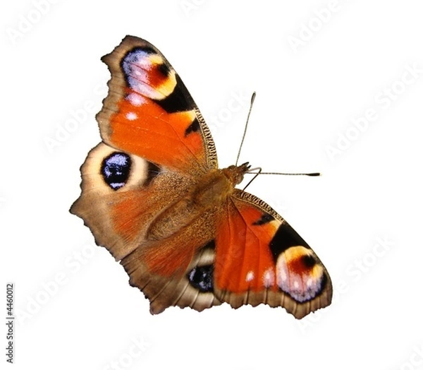 Fototapeta Motyl: Paw dnia