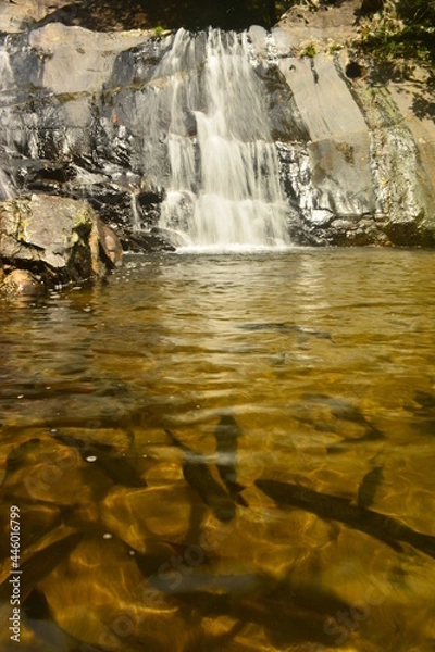 Fototapeta แหวกว่ายใต้ธารา