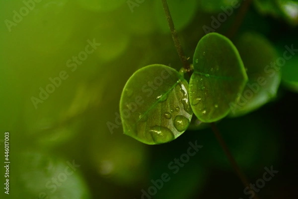 Fototapeta หยอดน้ำบนยอดไม้