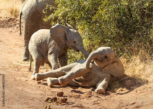 Obraz Two baby elephants playing