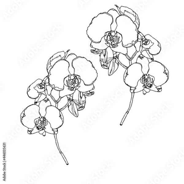 Fototapeta Vector orchid flowers, black and white. Hand drawn botanical illustration, isolated on white background