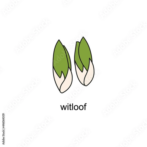 Fototapeta hand drawn doodle of salads with the title. witloof. isolated vector illustration doodle on white background