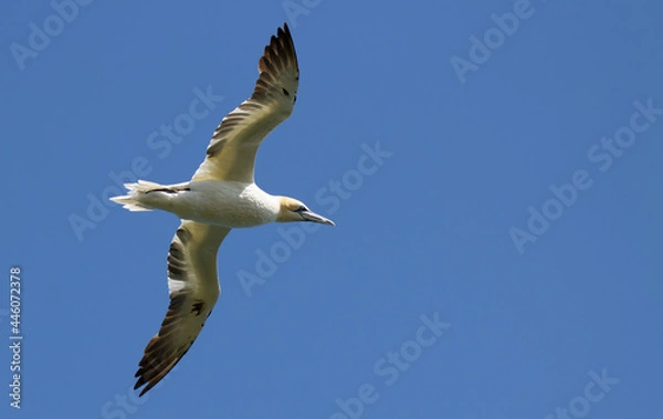 Obraz Gannet in flight over Bempton Cliffs