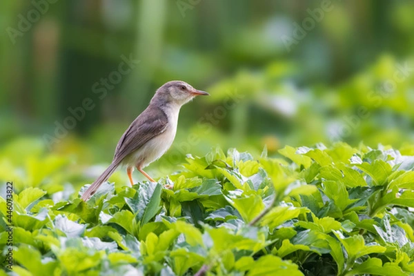 Obraz The plain prinia, also known as the plain wren-warbler or white-browed wren-warbler, is a small cisticolid warbler found in southeast Asia