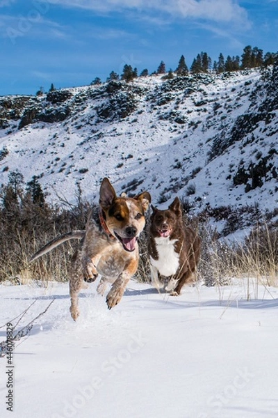 Fototapeta Two dogs jumping through snow