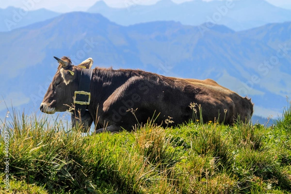 Obraz Krowa w górach